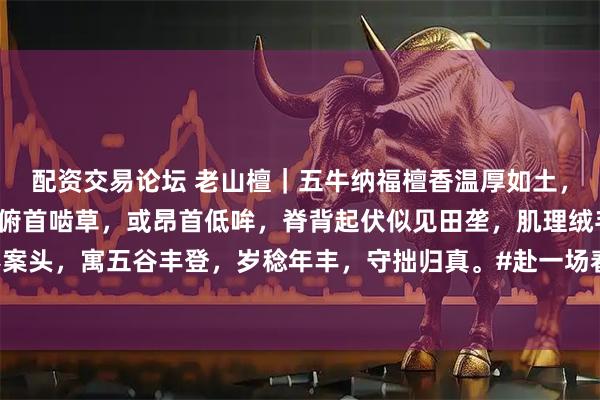 配资交易论坛 老山檀｜五牛纳福檀香温厚如土，圆雕五牛各具情态。或俯首啮草，或昂首低哞，脊背起伏似见田垄，肌理绒毛隐生暗香。可奉案头，寓五谷丰登，岁稔年丰，守拙归真。#赴一场春分野趣之约##茶室书斋雅玩# #老山檀香#